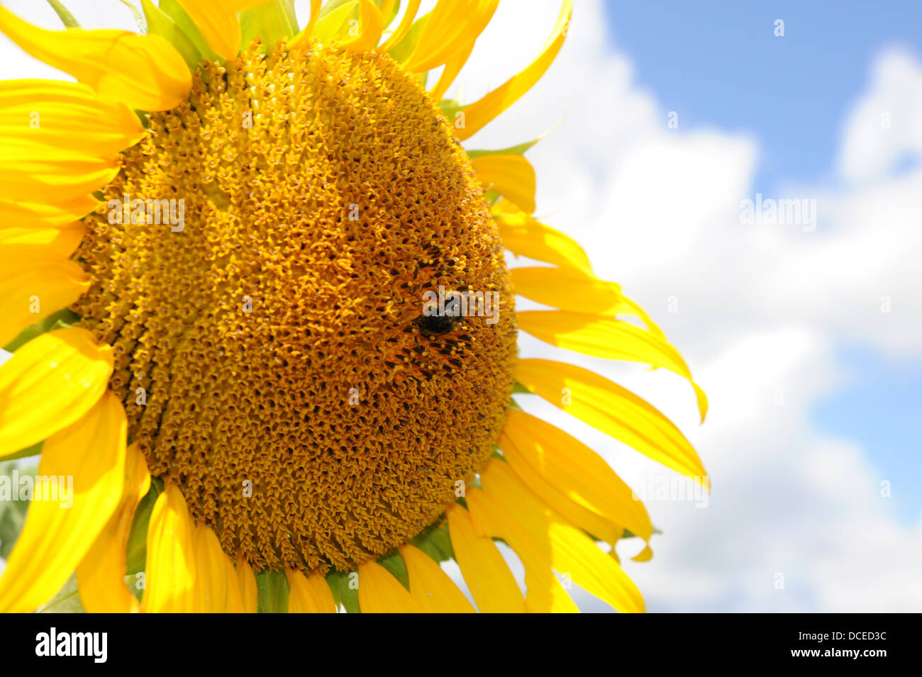 Abeille sur tournesol v à Prayssac dans la région du Lot ou département du Sud Ouest midi-Pyrénées de la France Banque D'Images