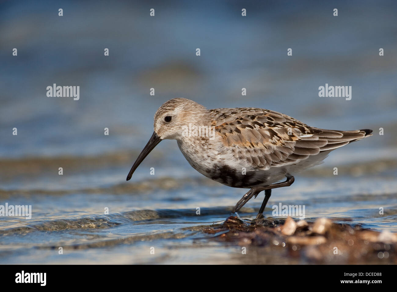 Bécasseau variable, Alpen-Strandläufer Übergangskleid, Alpenstrandläufer, im, Strandläufer, Calidris alpina, Bécasseau variable Banque D'Images