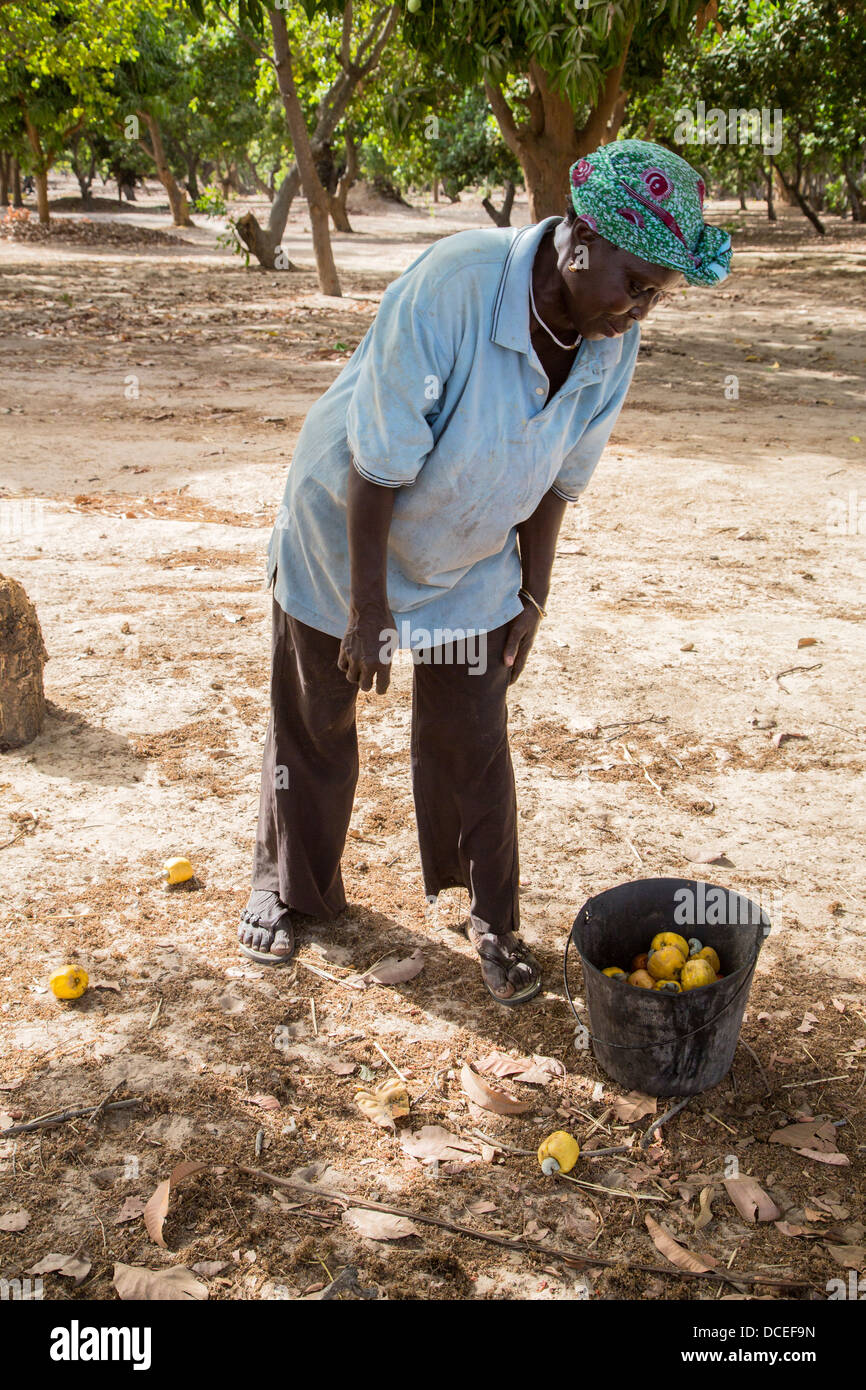 Femme La collecte des pommes de cajou et les écrous de la terre, près de Sokone, au Sénégal. Banque D'Images