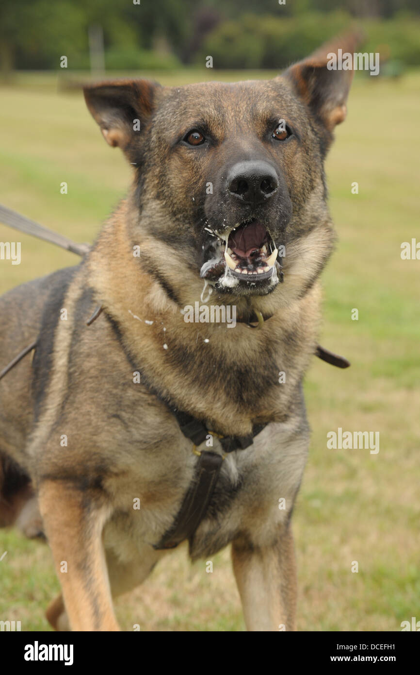 Un chien policier montre l'entreprise Fin de ses dents. Focus sélectif avec le mouvement accentuant position agressive. Banque D'Images
