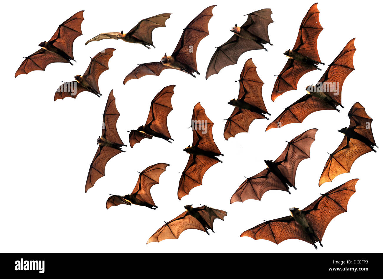 Des chauves souris flying fox colonie flying in sky Banque D'Images