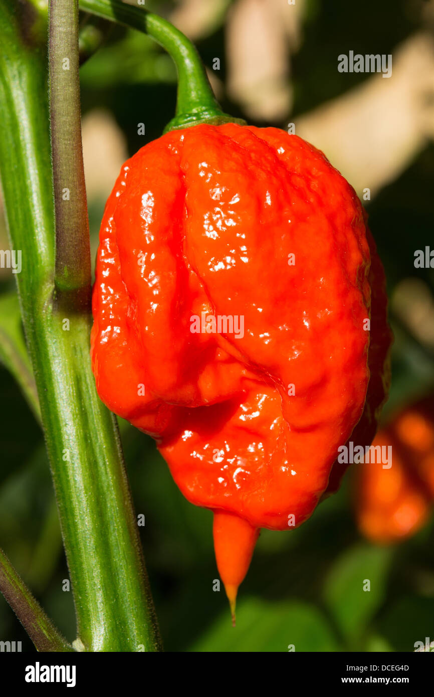 Un Espagnol extrêmement chaud (aka Naga Naga Gibraltar) piment (Capsicum chinense) croissant à l'extérieur dans un jardin. Banque D'Images