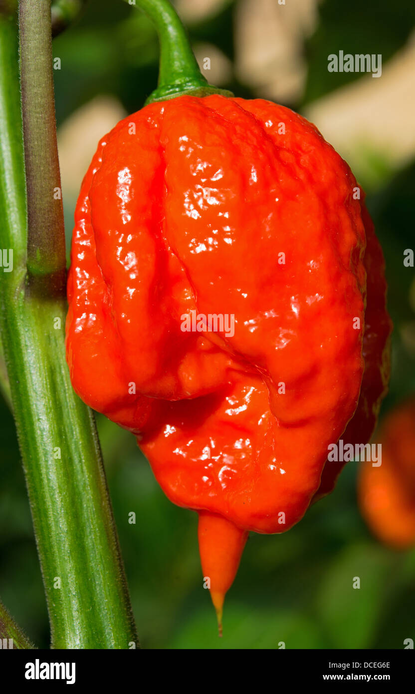Un Espagnol extrêmement chaud (aka Naga Naga Gibraltar) piment (Capsicum chinense) croissant à l'extérieur dans un jardin. Banque D'Images