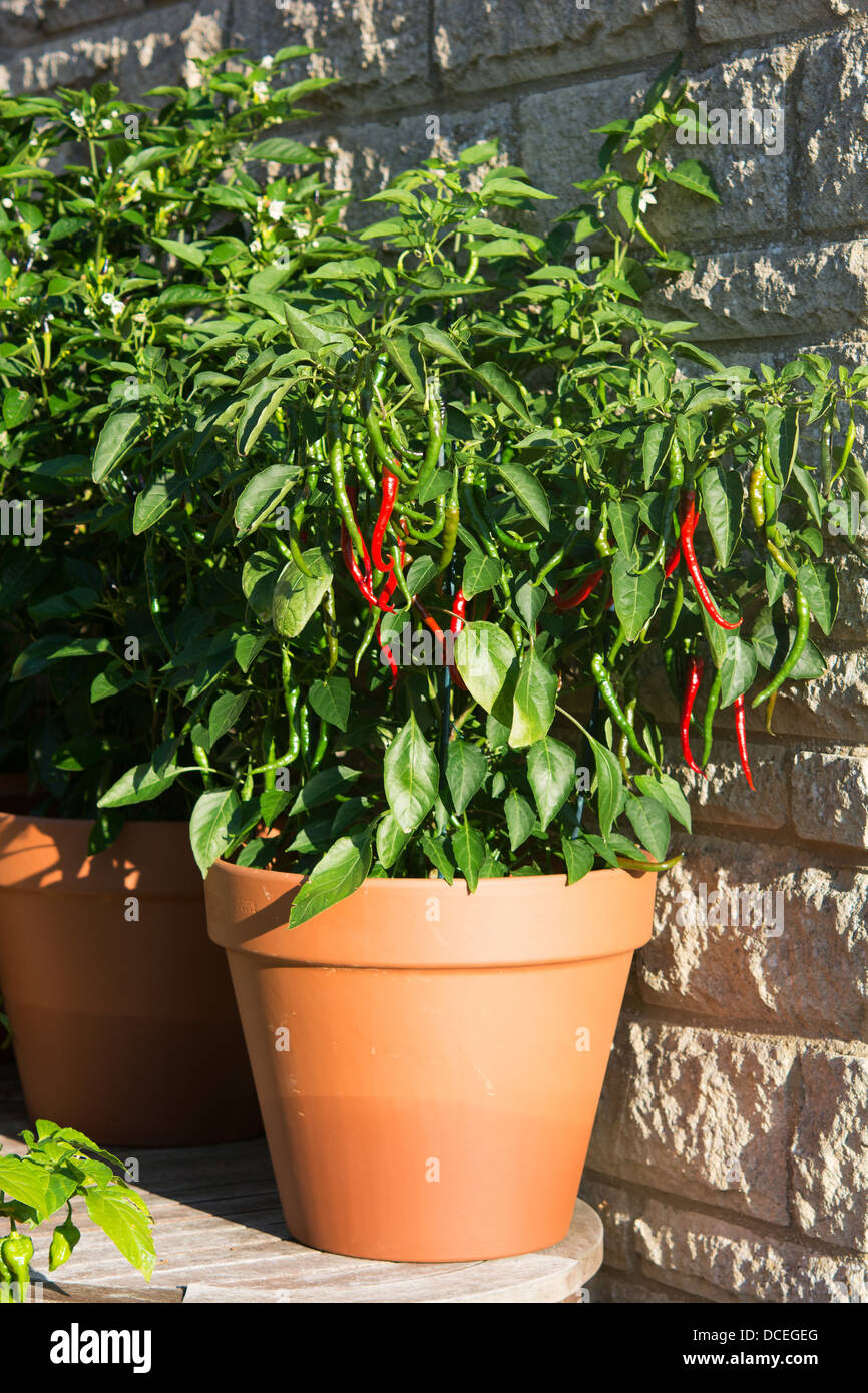 Un piment en pot plante (Aci turc Sivri - Cayenne Capsicum annuum) croissant dans un endroit ensoleillé dans un jardin. Banque D'Images