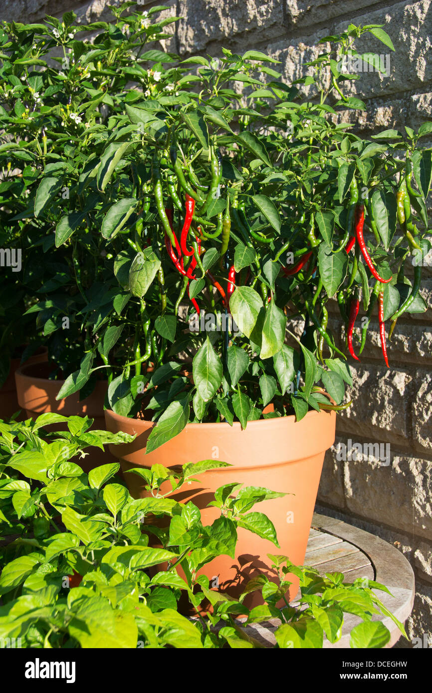 Un piment en pot plante (Aci turc Sivri - Cayenne Capsicum annuum) croissant dans un endroit ensoleillé dans un jardin. Banque D'Images