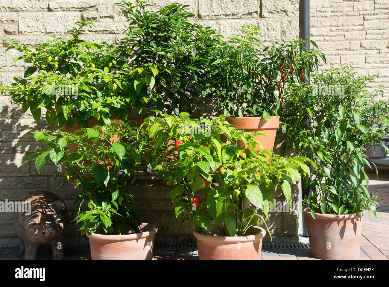 Une variété de piment en pot plantes poussant dans un endroit ensoleillé dans un jardin anglais (voir description fort pour les variétés). Banque D'Images
