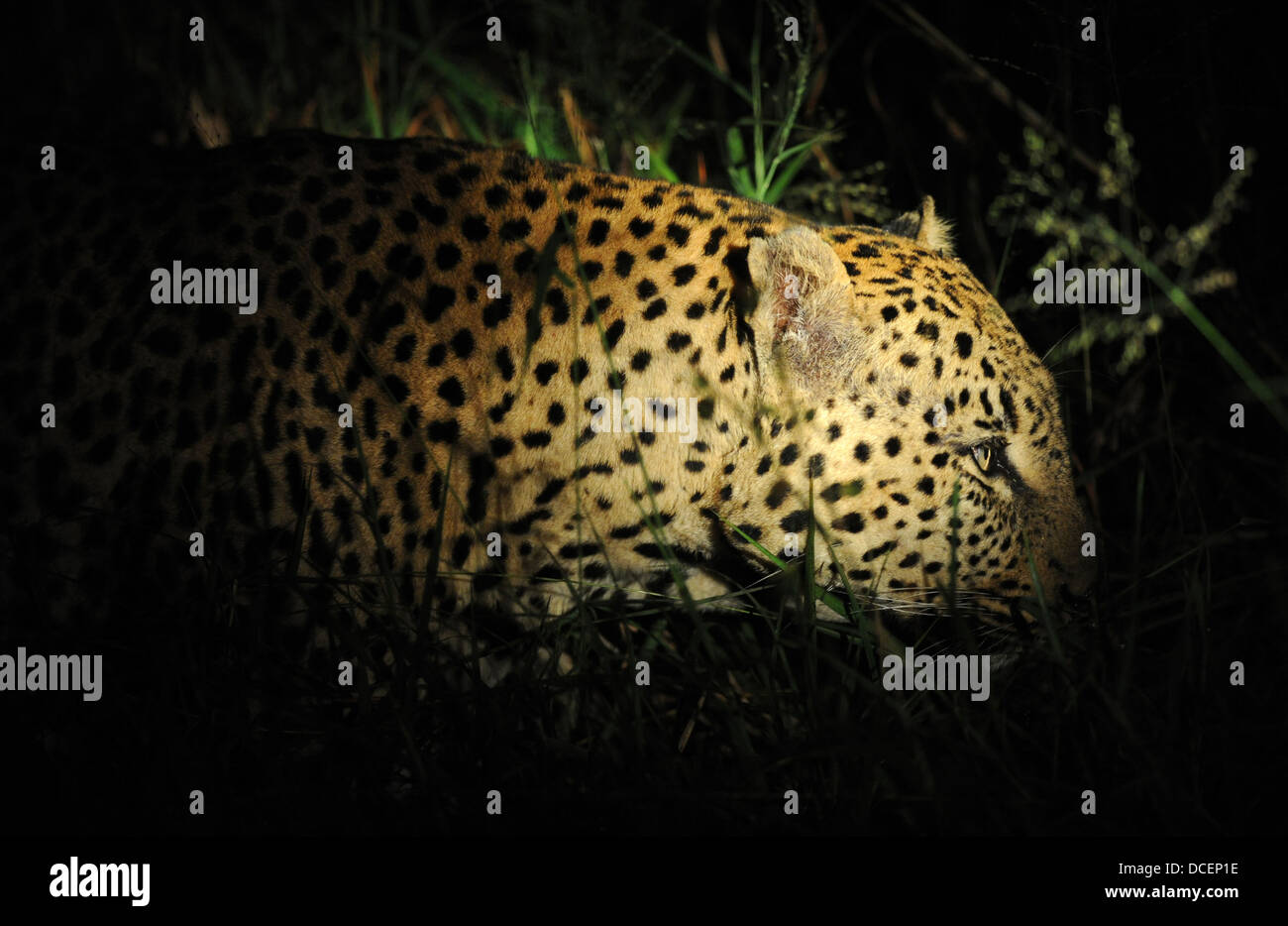 Leopard africaine la marche et cachées dans la brousse pendant la nuit Banque D'Images