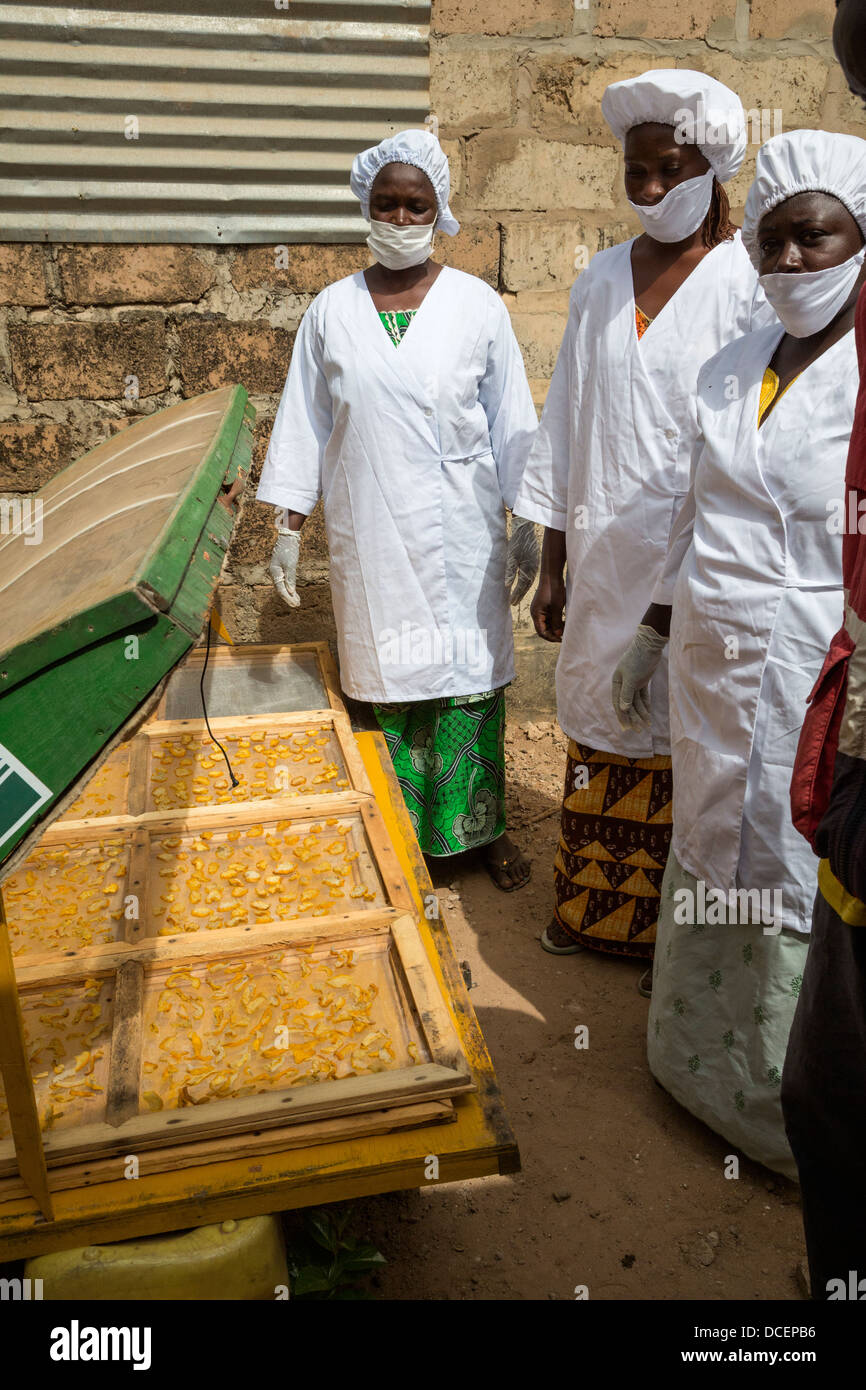Tranches de pommes de cajou séchant au soleil, la Gambie. Ils seront emballés et vendus localement. Les pommes fraîches ne transportez pas bien. Banque D'Images