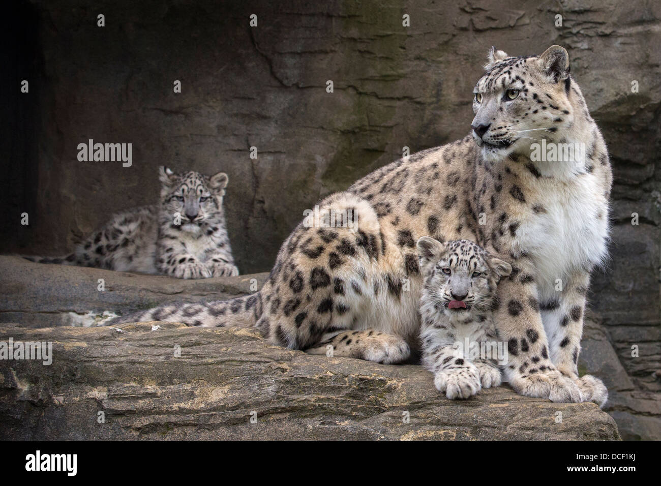 Snow Leopard avec ses 16 semaines d'oursons Banque D'Images