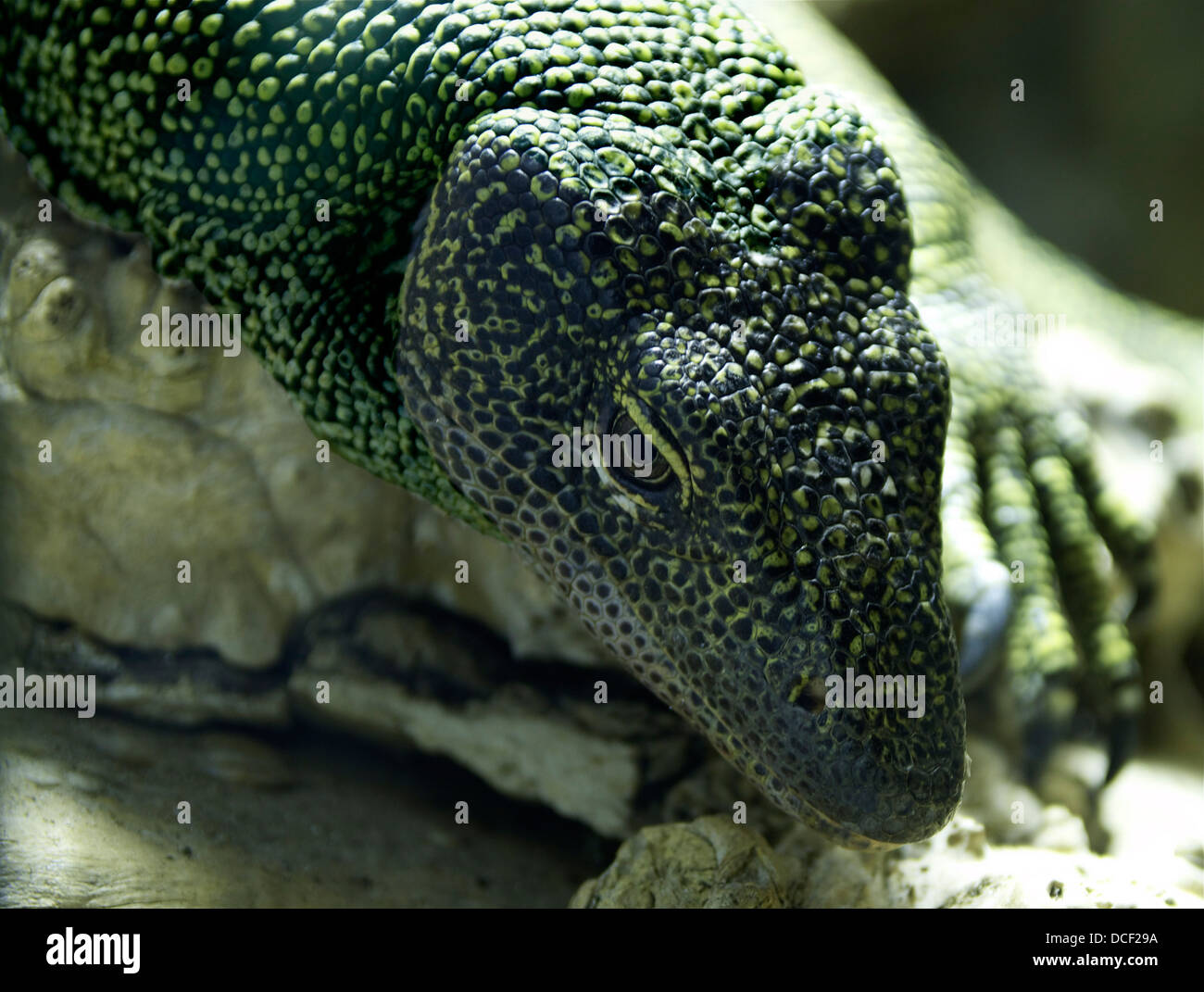 Mangrove monitor lizard Banque de photographies et d’images à haute ...