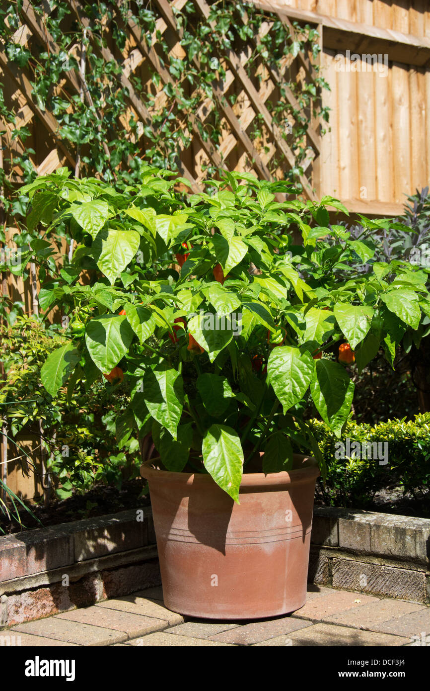 A potted plant de piment (Capsicum chinense - Naga Espagnol) croissant dans un endroit ensoleillé dans un jardin. Banque D'Images