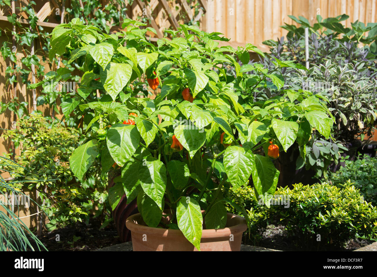 A potted plant de piment (Capsicum chinense - Naga Espagnol) croissant dans un endroit ensoleillé dans un jardin. Banque D'Images