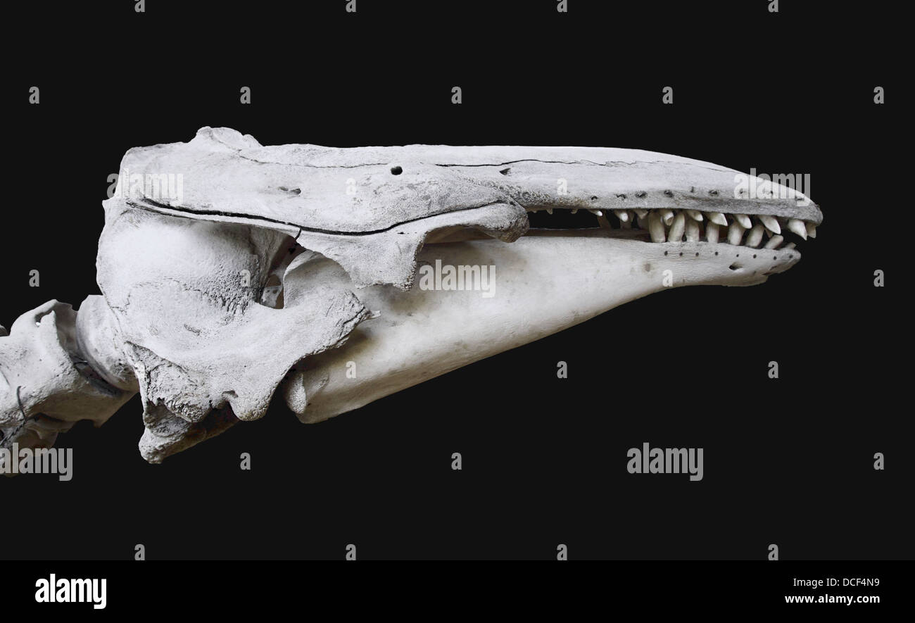 Béluga, Delphinapterus leucas, (Baleine blanche), du crâne. Galeries de Paléontologie et d'Anatomie Comparée. Banque D'Images
