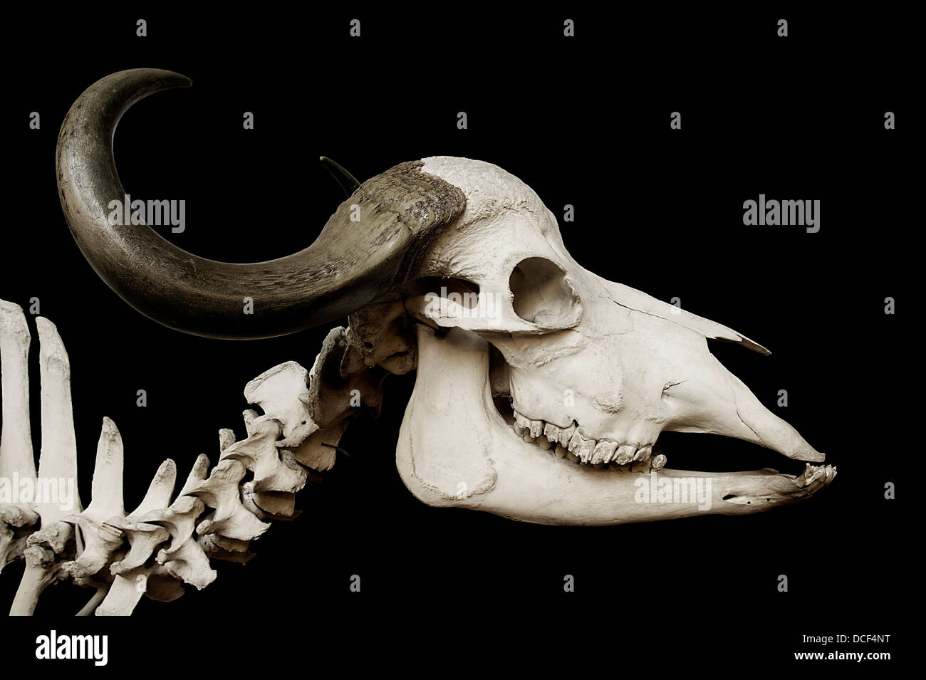 (Afrique, Syncerus caffer buffle). Le crâne et les vertèbres du cou. Galeries de Paléontologie et d'Anatomie Comparée. Banque D'Images