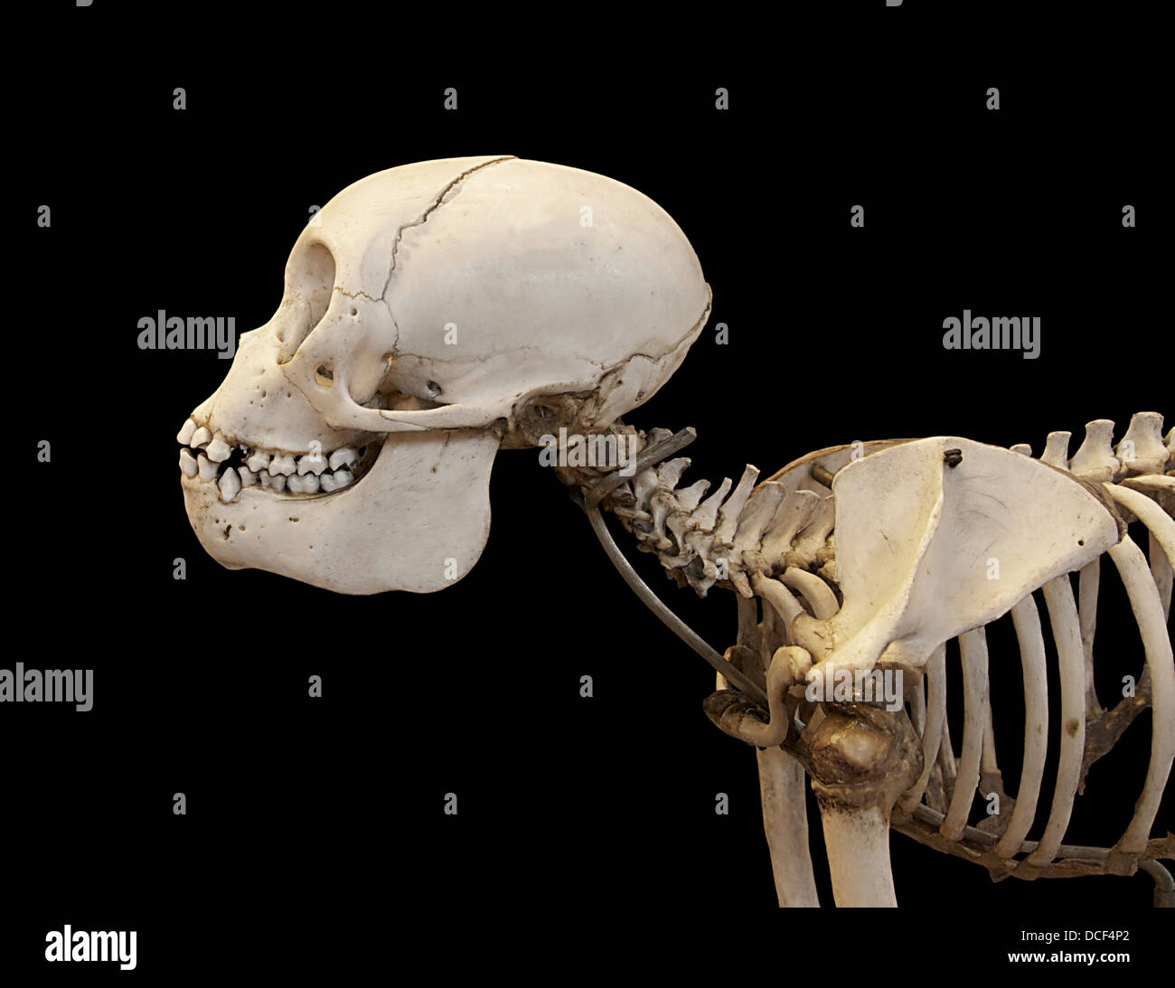 Lagothrix lagotricha humb. Singe laineux commun. Des hommes. Le plus grand singe d'Amérique. Crâne, vertèbres du cou et des épaules. Sur di Banque D'Images