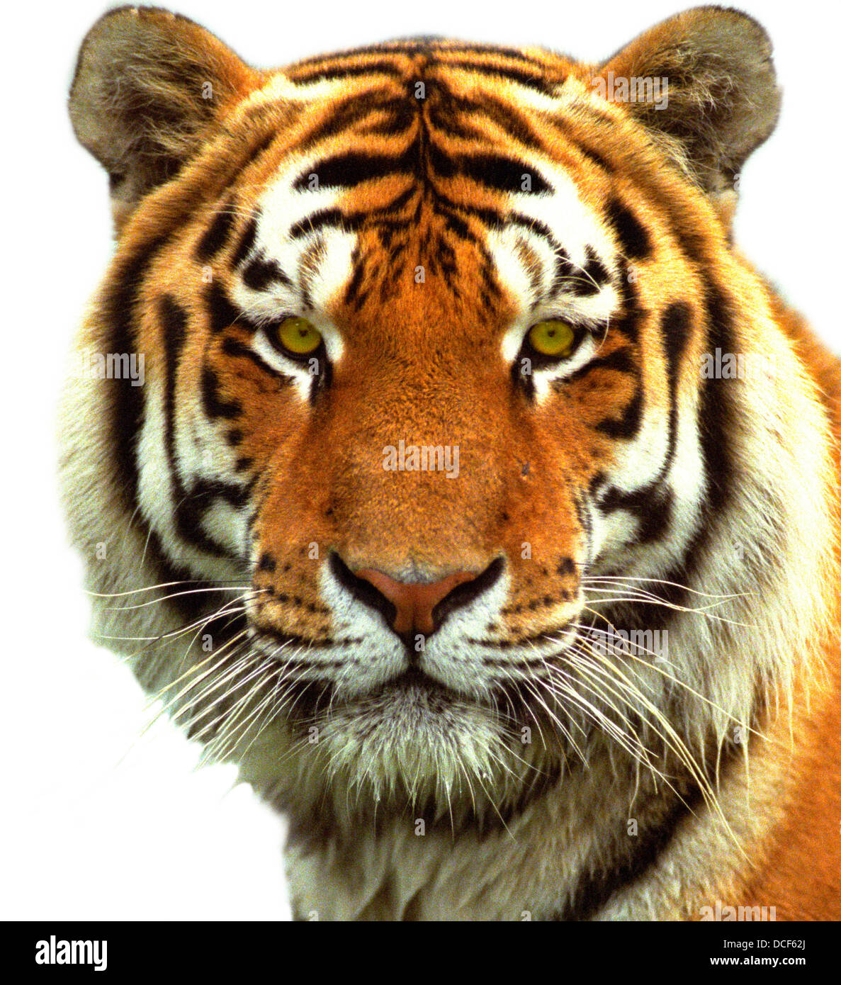 Tête de tigre tête de tigre de Sibérie Banque D'Images