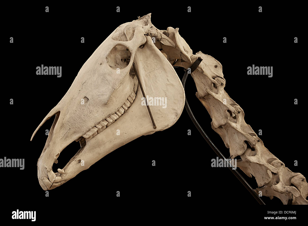 (Vieux) crâne et vertèbres du cou du Cheval (Equus caballus) articulé avec mandibule, utilisé (début du 20e siècle) pour veterinari Banque D'Images