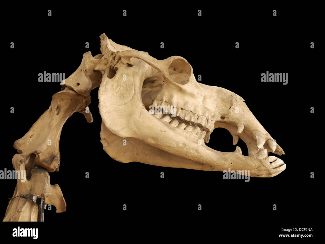 Le Dromadaire (Camelus dromedarius) vieux crâne et vertèbres du cou. Sur l'affichage à l'Musée Fragonard de l'école vétérinaire nationale forte Banque D'Images