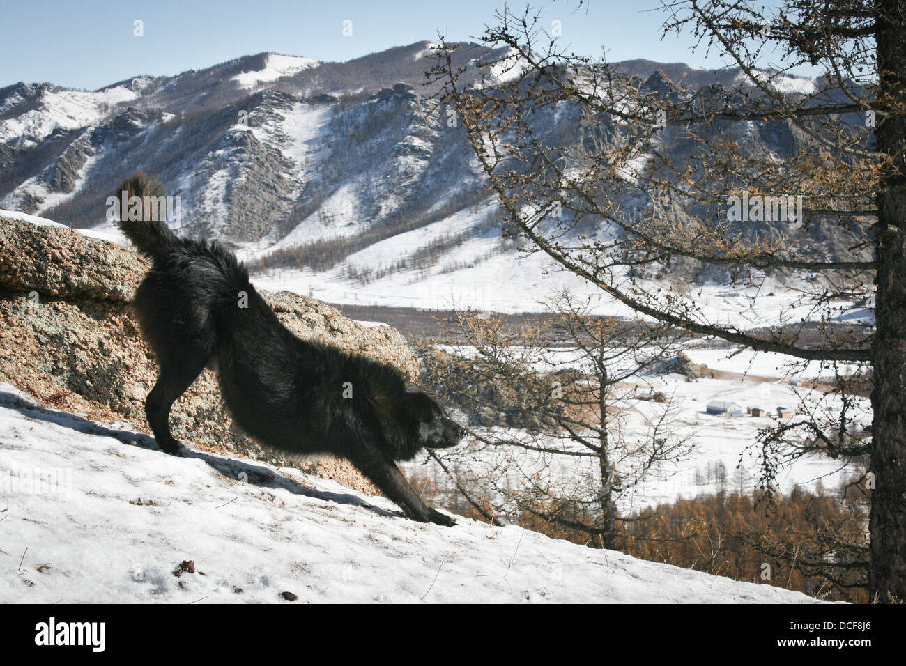Un chien d'une famille de nomades dans le Parc National de Terelj et forêt en Mongolie. Banque D'Images