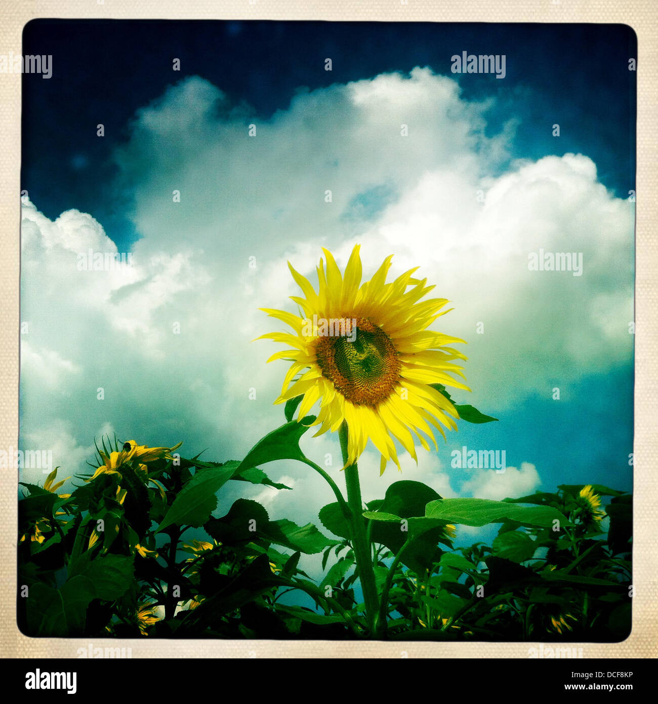 Une fleur soleil - photo prise avec l'iPhone et Hipstamatic App Banque D'Images