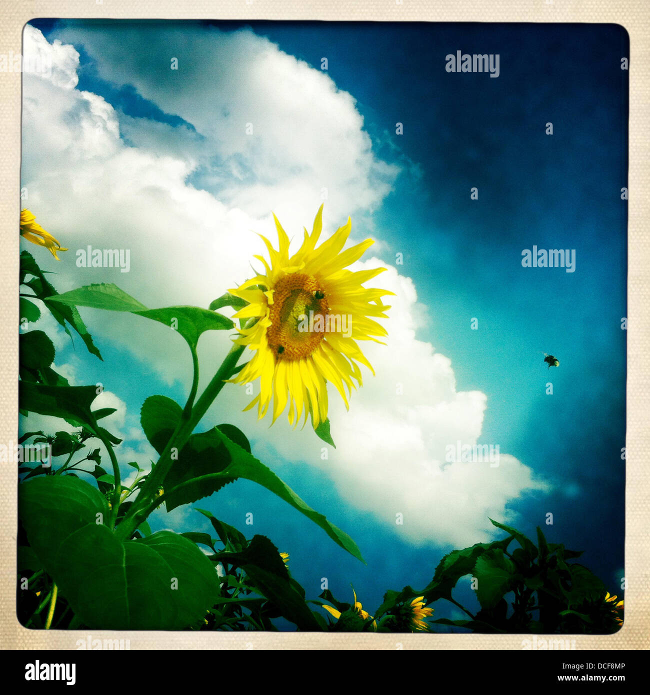 Une fleur soleil - photo prise avec l'iPhone et Hipstamatic App Banque D'Images