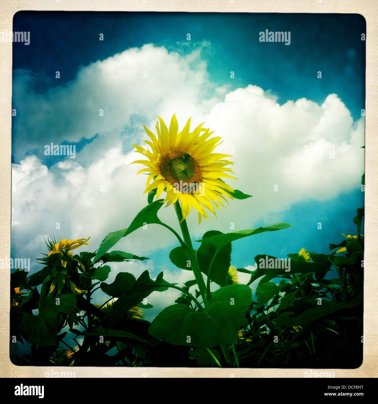 Une fleur soleil - photo prise avec l'iPhone et Hipstamatic App Banque D'Images