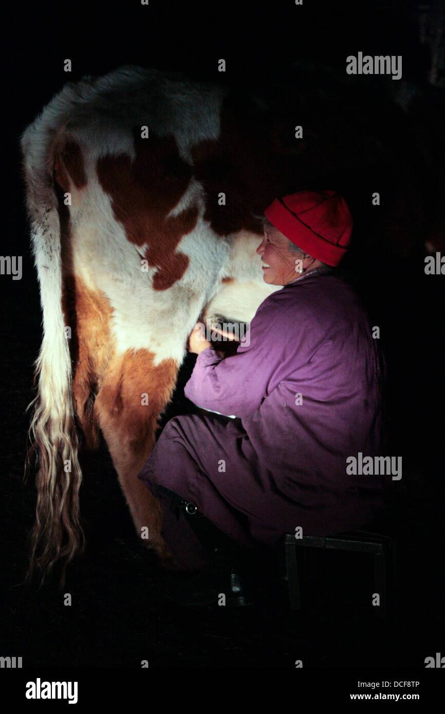 Laits de femme un yak en dehors d'une famille ou d'une yourte mongole traditionnelle ger dans le Terelj, non loin de la capitale Oulan-Bator. Banque D'Images