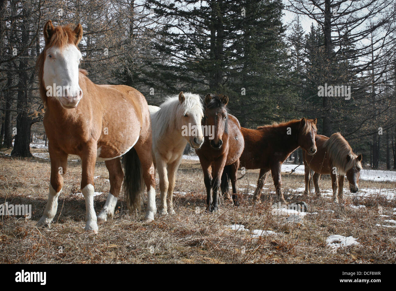 Les chevaux sauvages dans la forêt au parc national de Terelj, Mongolie Banque D'Images