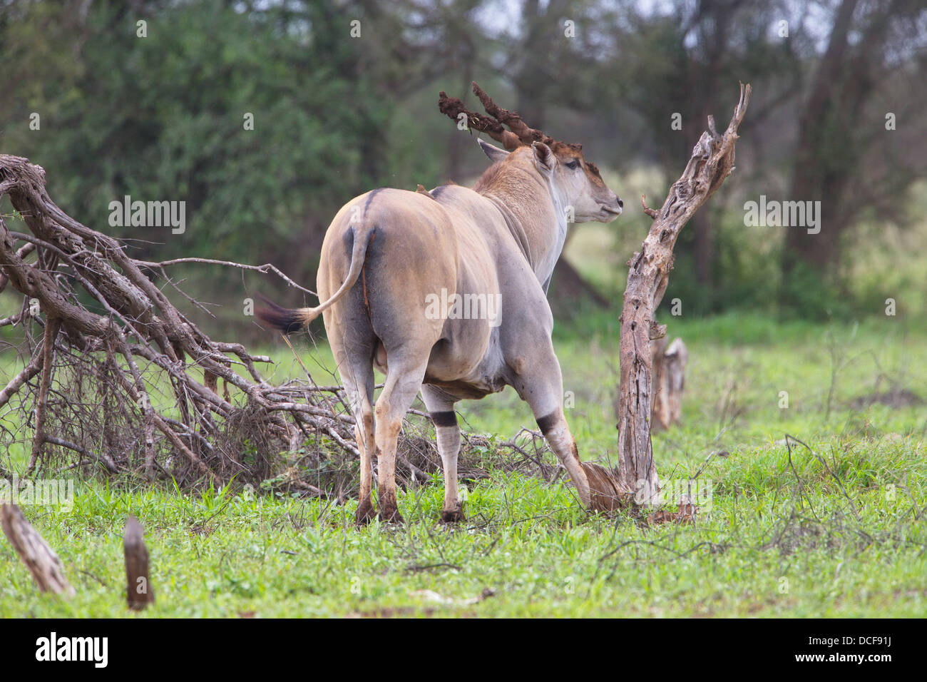 Eland -- la plus lente et la plus importante du monde Antilope. Consvervancy Selenkay. Le Kenya, l'Afrique. Taurotragus oryx Banque D'Images