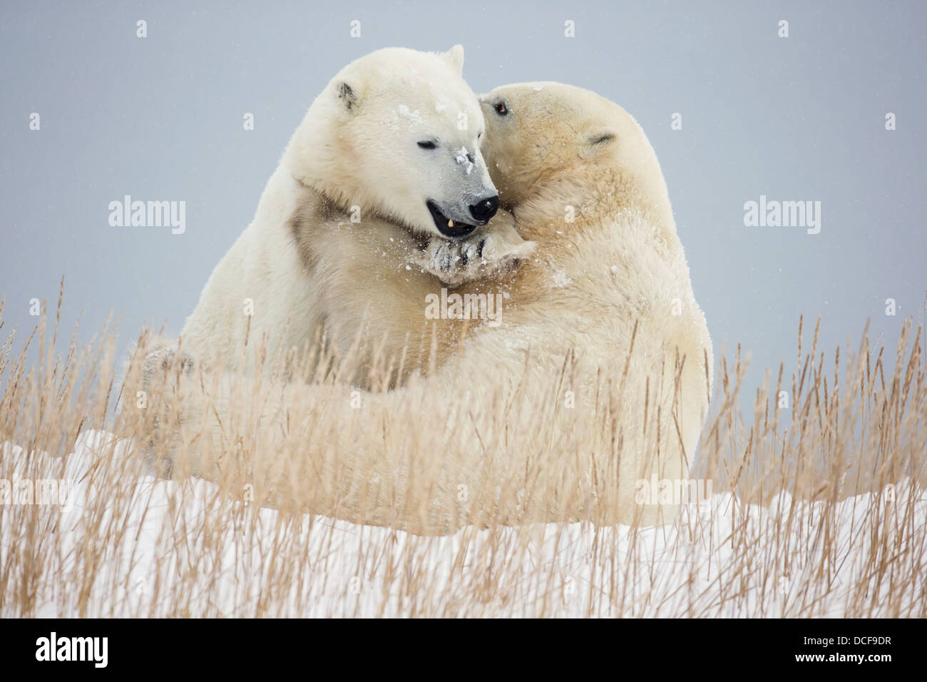Les ours polaires jouent sur les rives de la Baie d'Hudson;Churchill Manitoba Canada Banque D'Images