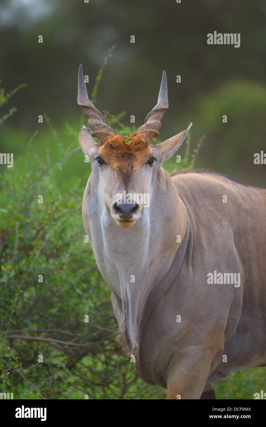 Eland -- la plus lente et la plus importante du monde Antilope. Consvervancy Selenkay. Le Kenya, l'Afrique. Taurotragus oryx Banque D'Images