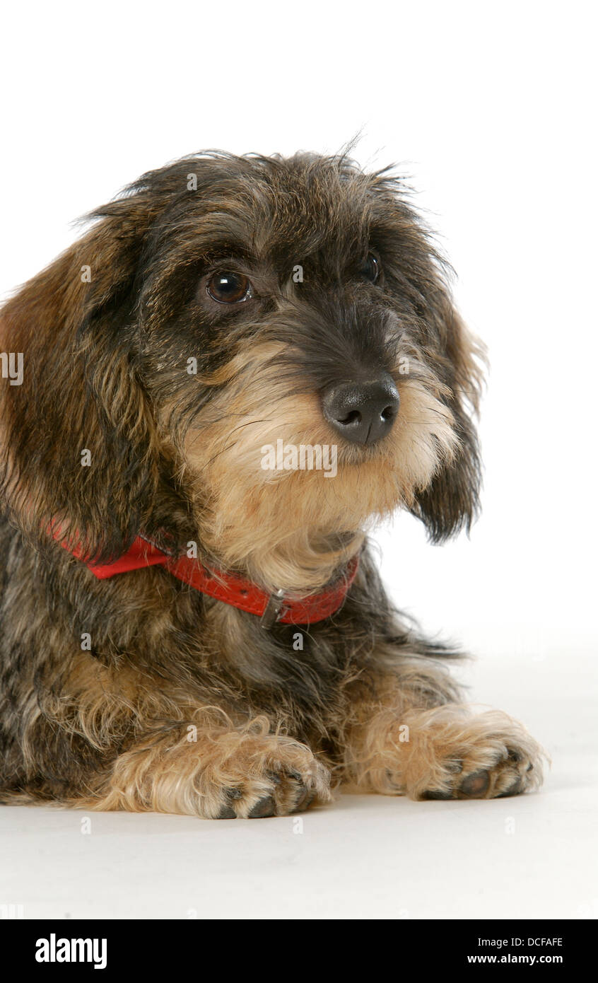 Teckel à poil dur Banque D'Images