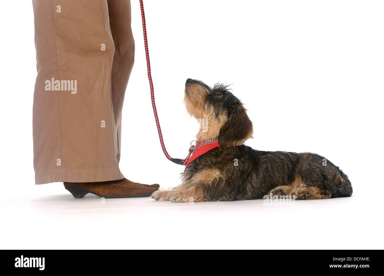 Teckel à poil dur Banque D'Images