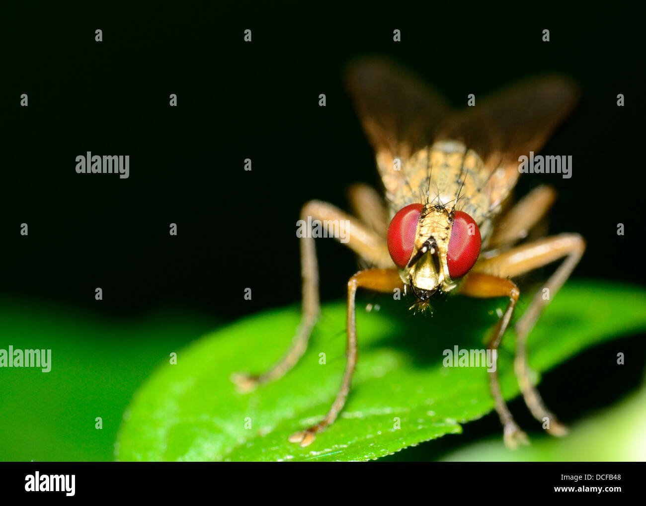 Gros plan macro d'une mouche perché sur une plante. Banque D'Images