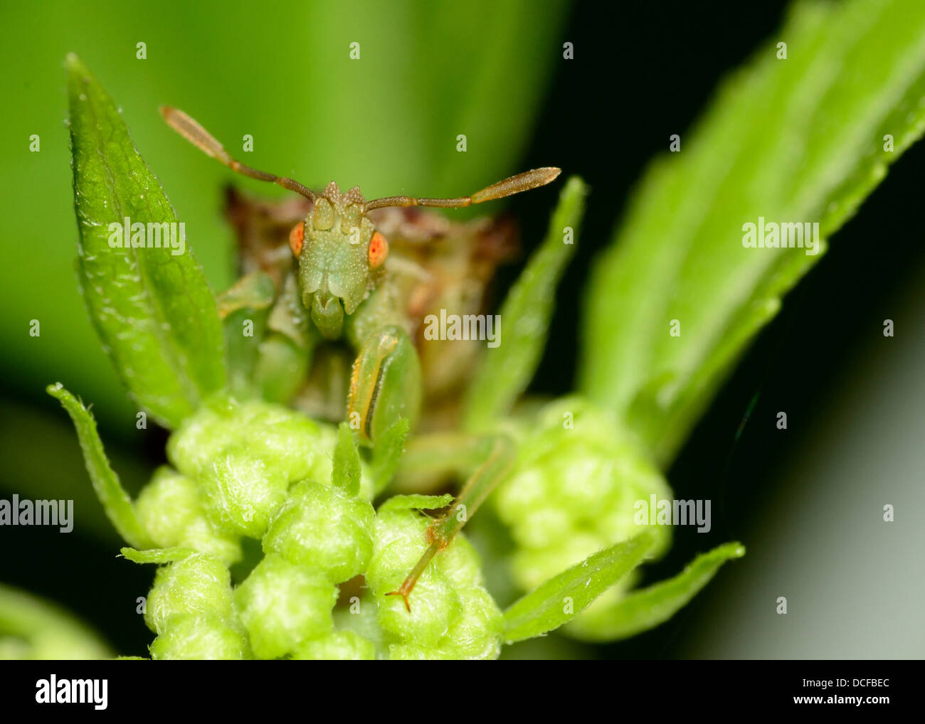 Une embuscade Bug perché sur une plante verte. Banque D'Images