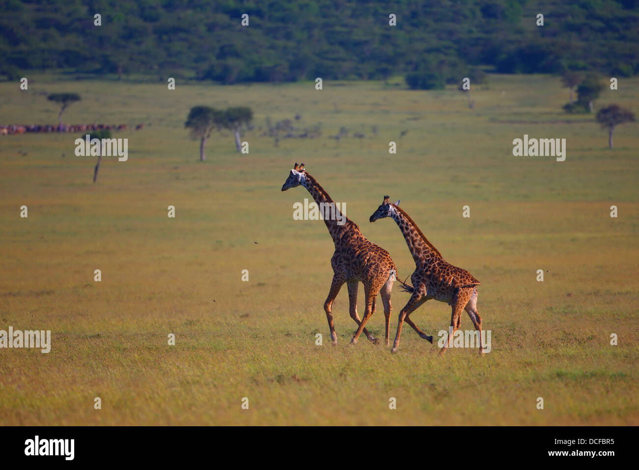 Le Masai Giraffe. Giraffa camelopardalis tippelskirchi. Selenkay Conservancy. Le Kenya, l'Afrique. Banque D'Images