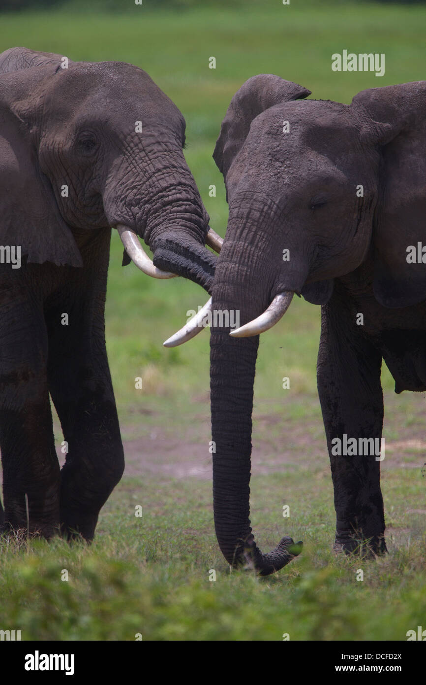 Des Éléphants d'Afrique. Loxodonta africana spp. Amboselli Park. Le Kenya, l'Afrique. Banque D'Images