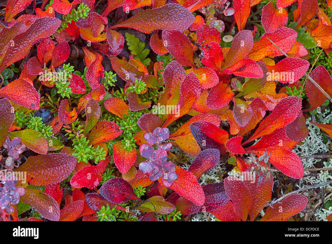 Le raisin d'arbuste devient rouge pendant le bref l'automne le long de la route Dempster;Yukon Canada Banque D'Images