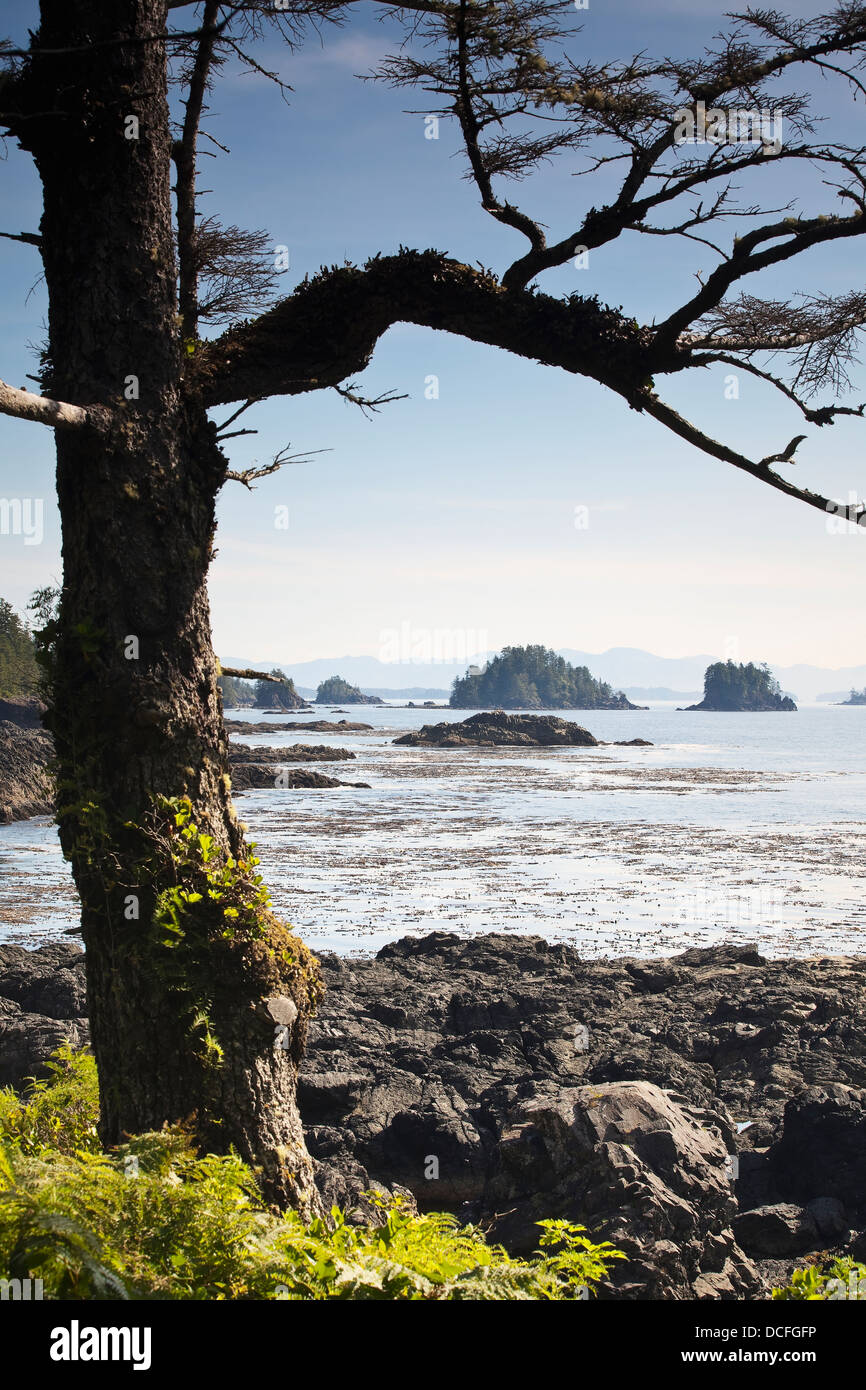 Sentier de la côte ouest de l'île de Vancouver à Ucluelet;British Columbia Canada Banque D'Images