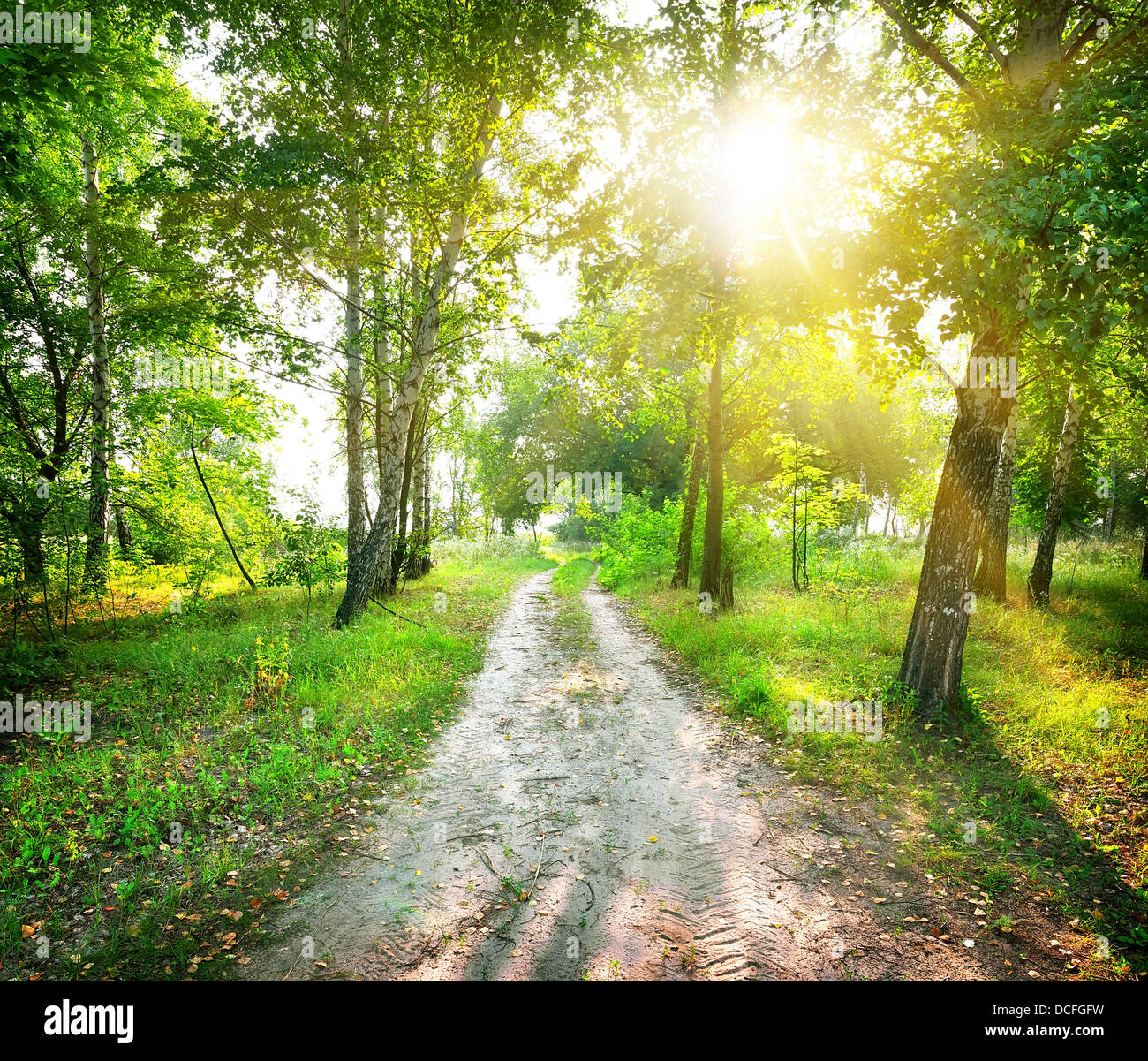 La route dans une forêt de bouleaux magiques à sunny day Banque D'Images