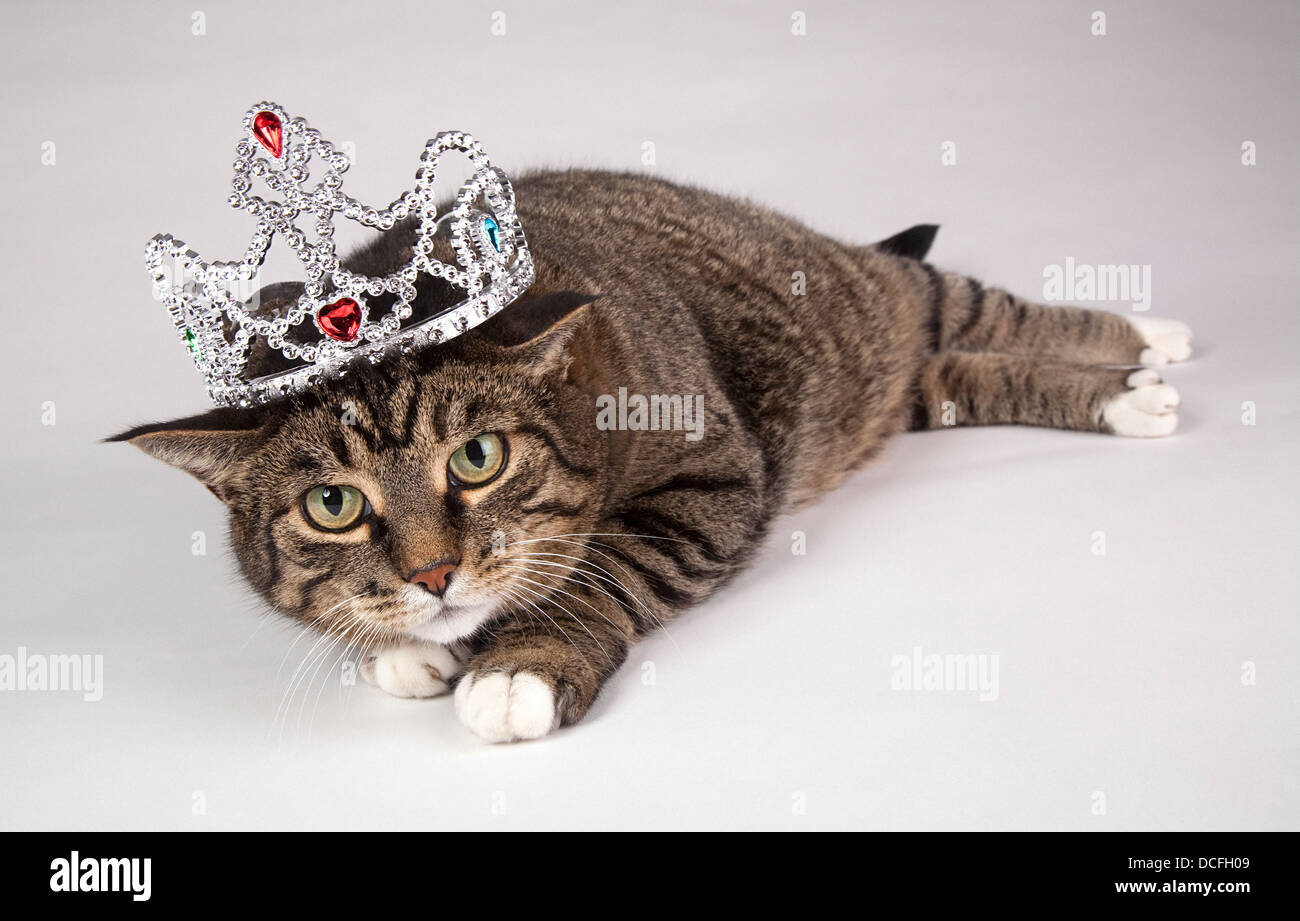 Portrait de chat tabby adultes avec tiare sur la tête Banque D'Images