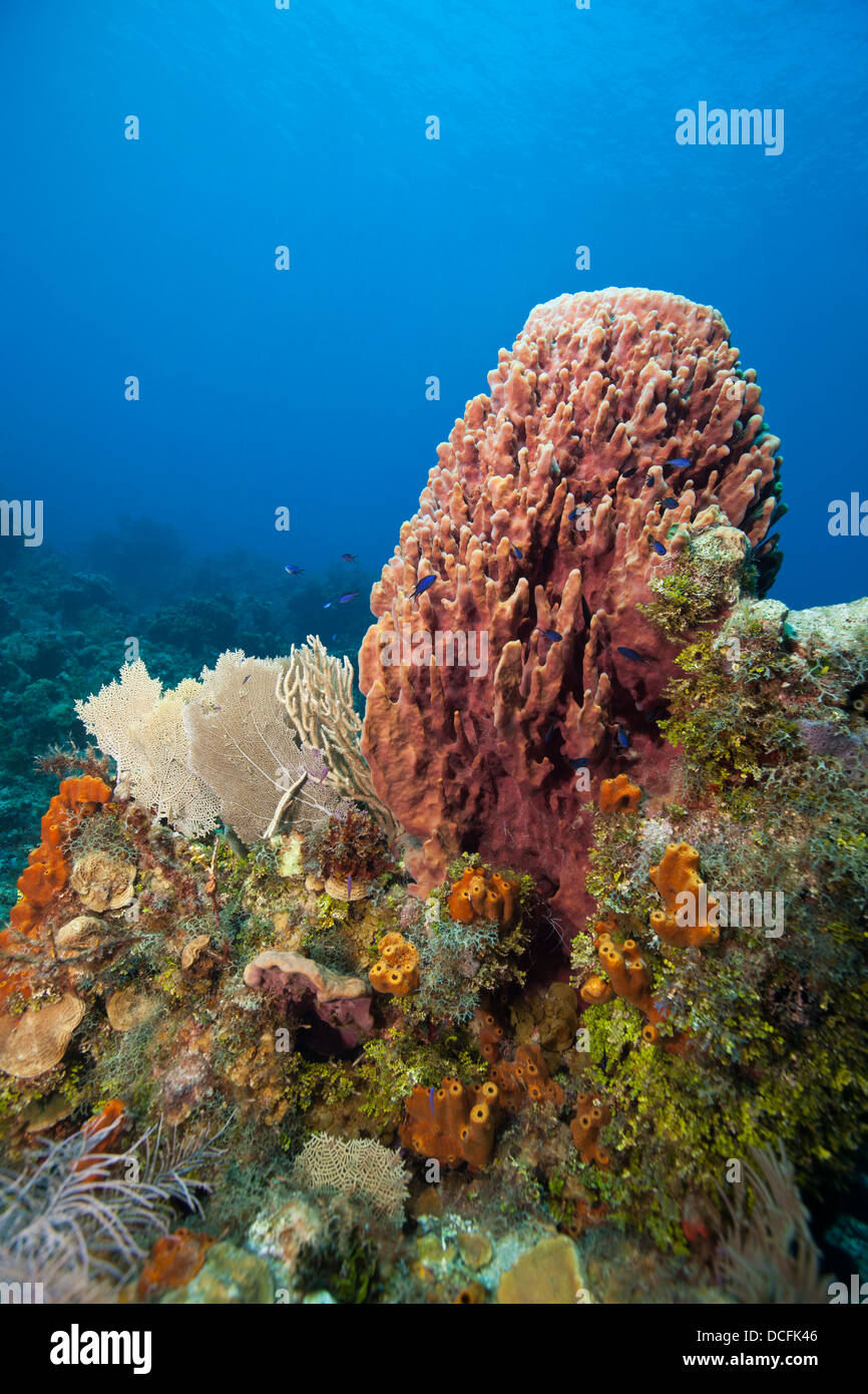 Canon géant éponge (Xestospongia muta) et autres coraux et éponges sur un récif tropical au large de l'île de Roatan, Honduras. Banque D'Images