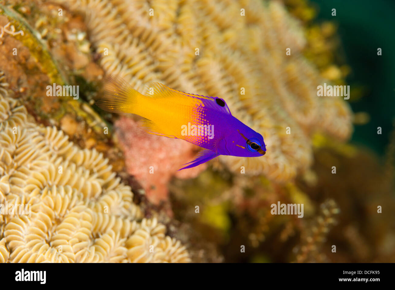 Fairy Basslet (Gramma Loreto) sur un récif de coraux tropicaux de l'île de Roatan, Honduras. Banque D'Images