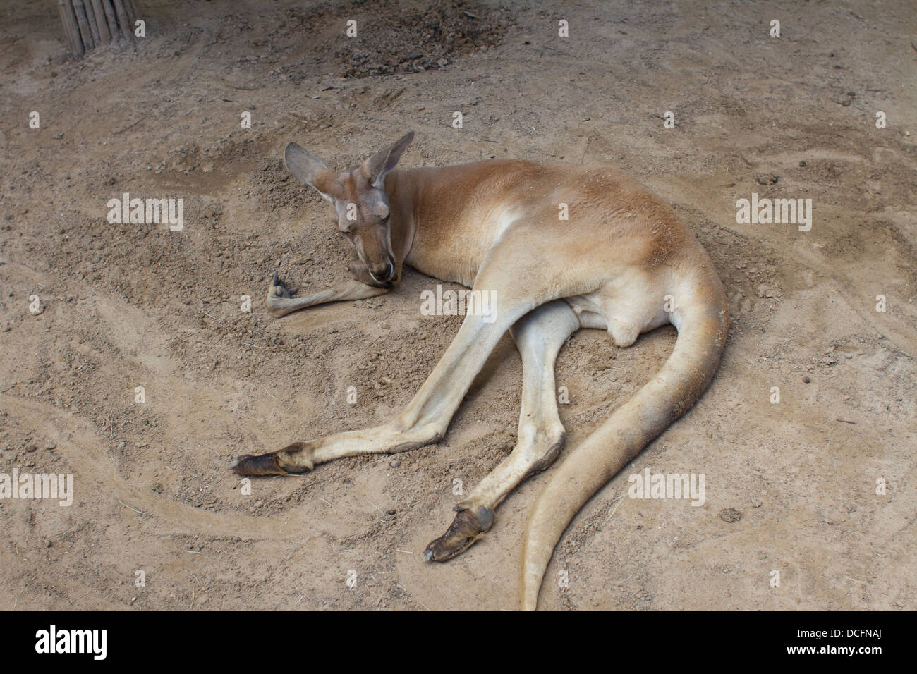Le kangourou un marsupial de la famille des Macropodidae dormir sur le terrain Banque D'Images