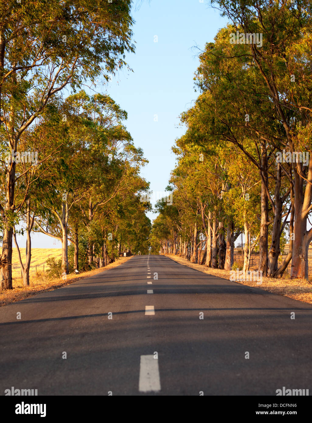 Ligne droite déserte bordée d'arbres route goudronnée avec marquage central pour disparaître dans la distance Banque D'Images