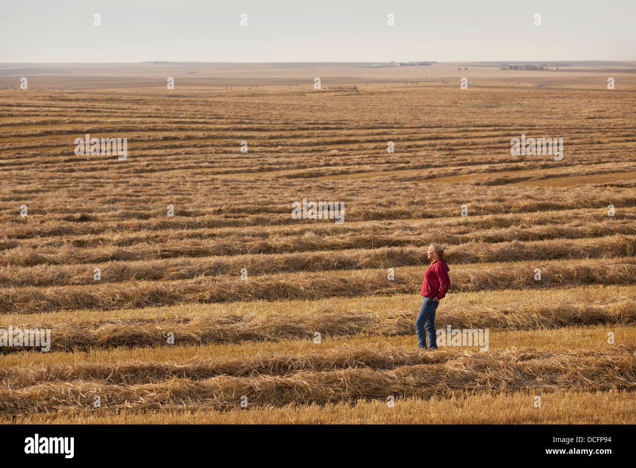 Une femme se trouve dans un champ de blé récoltés ; Three Hills, Alberta, Canada Banque D'Images