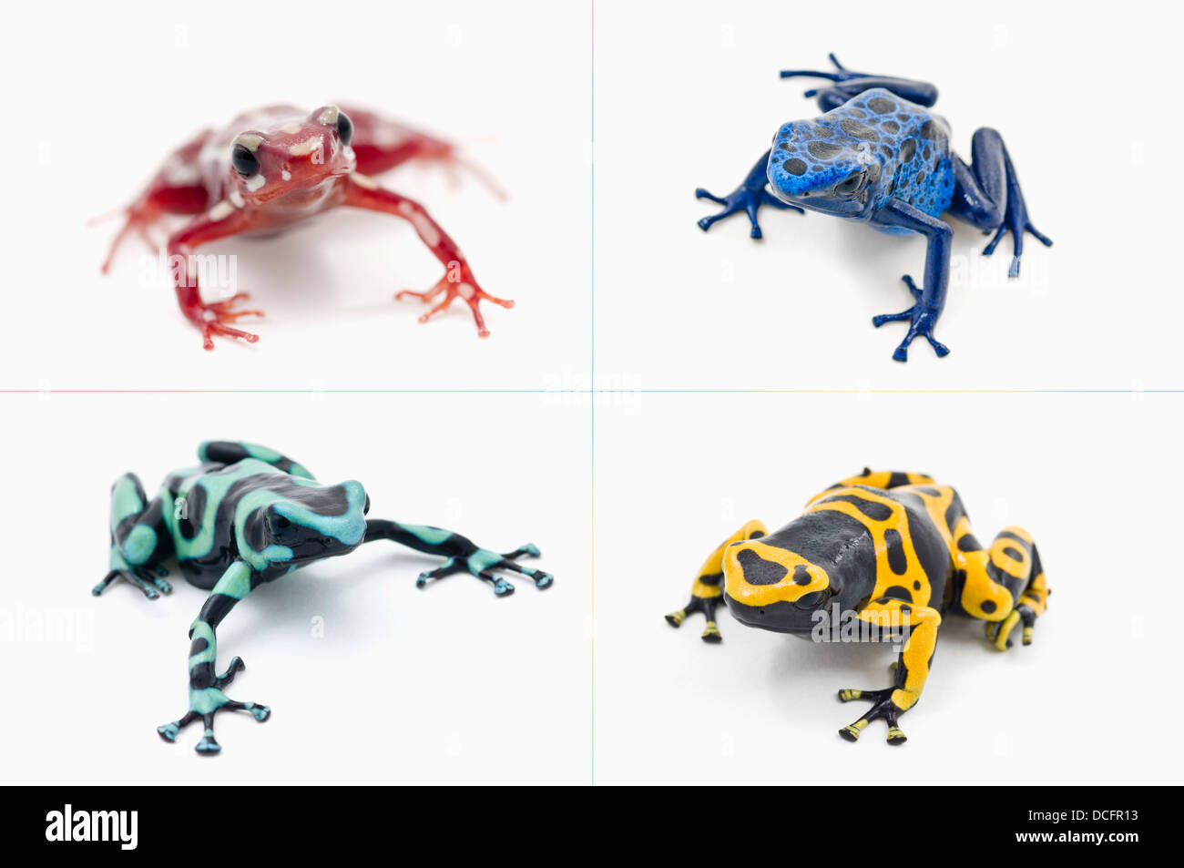 Petit groupe varié et coloré de Poison Dart Frogs Banque D'Images