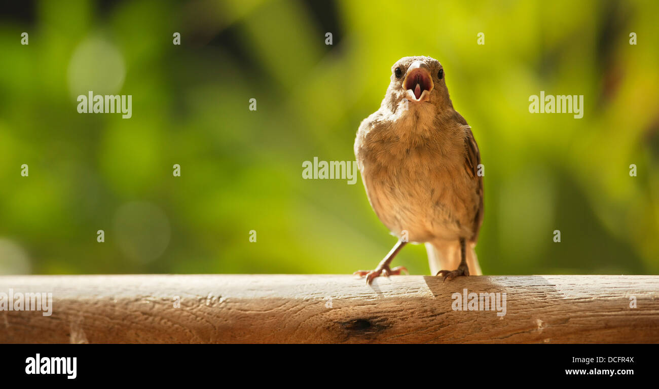 Sparrow chant sur la perche ; Tarifa, Cadix, Andalousie, Espagne Banque D'Images