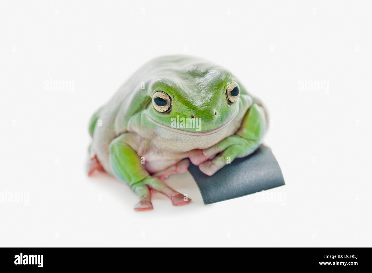 Portrait de White's tree frog (Litoria caerulea) Banque D'Images