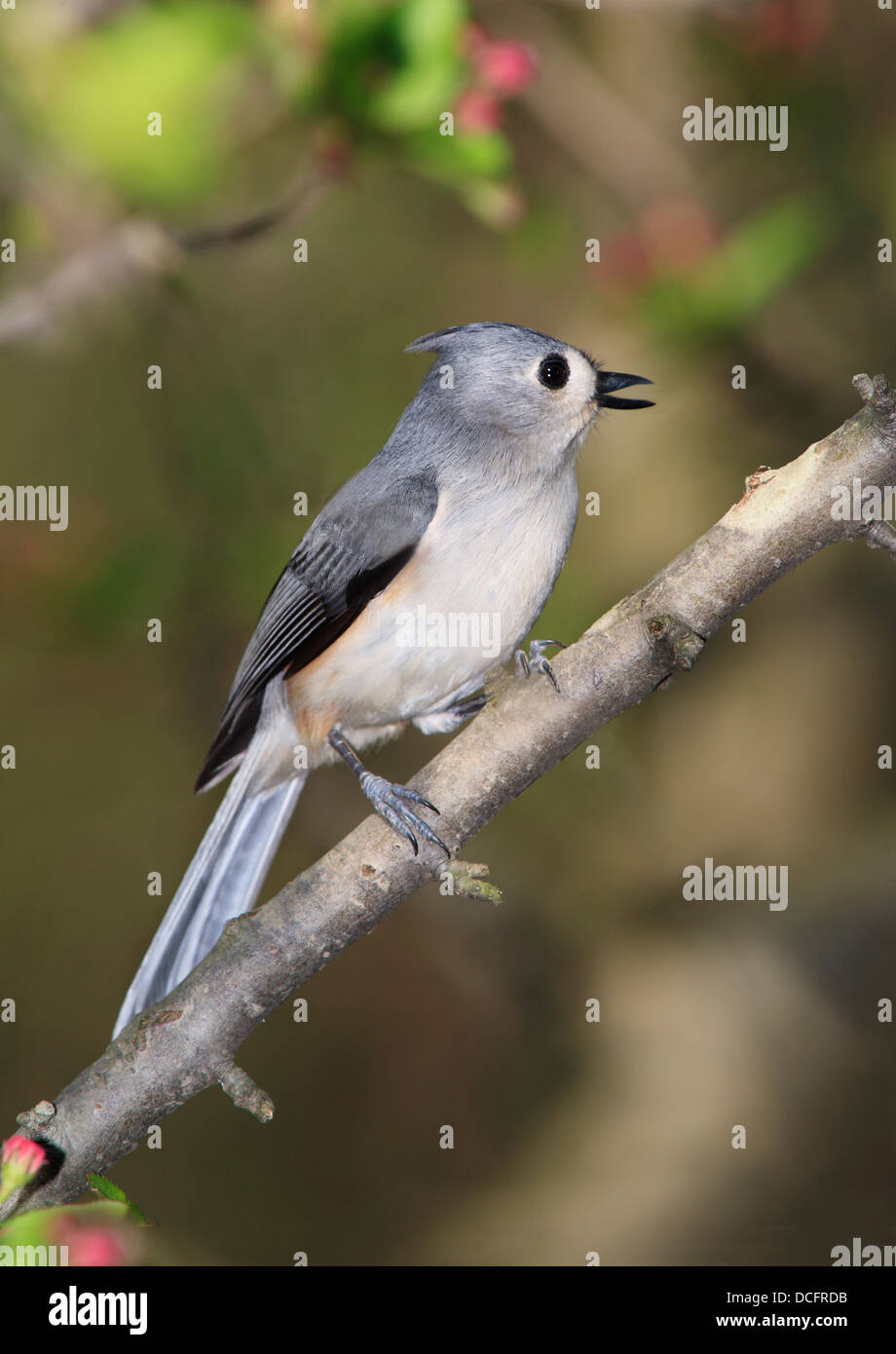 Un Mignon Petit Oiseau La Mésange Bicolore Joliment Posant